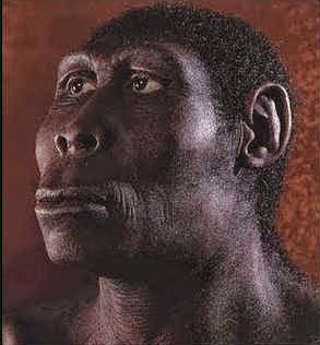 Sejarah Manusia Purba Pithecanthropus Soloensis Dan Ciri-Cirinya