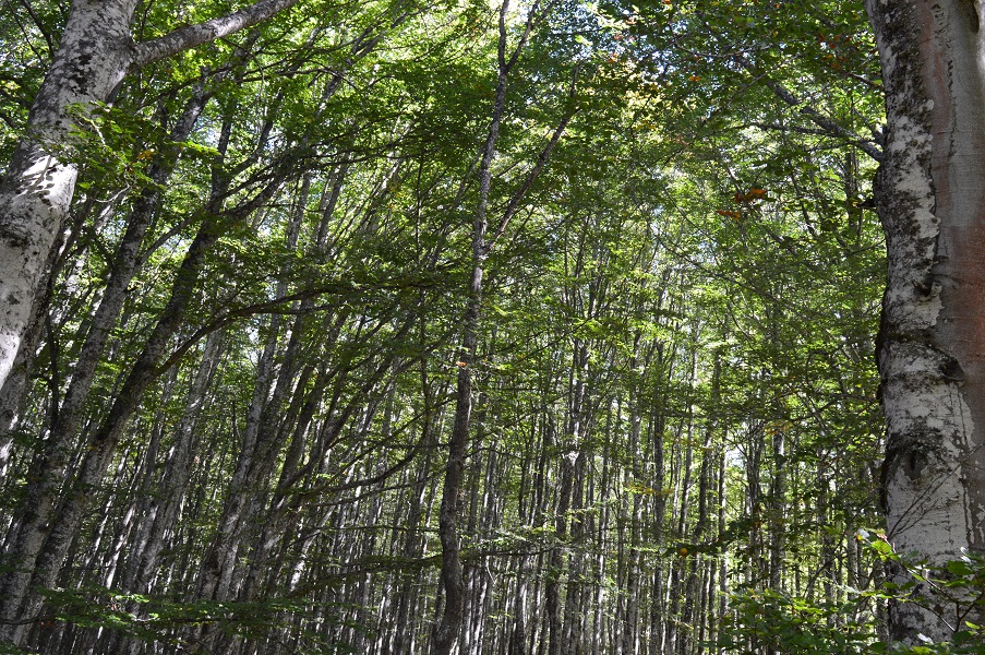 Foto de Bosque de la Cotorra en Valdeprado del Río, Cantabria