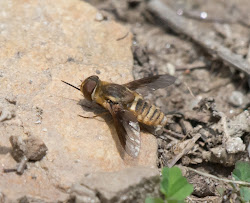 bee fly birding arizona gordon adventures species