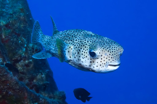 Honu Hawaiian Diving: Giant Porcupinefish!