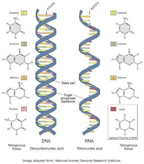 Materi RNA lengkap
