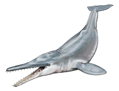 ballenas prehistoricas Squalodon
