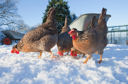 chicken winter chickens waterers freezing waterer greens