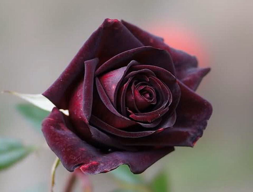 All 4u HD Wallpaper Free Download : Beautiful Black Rose ...