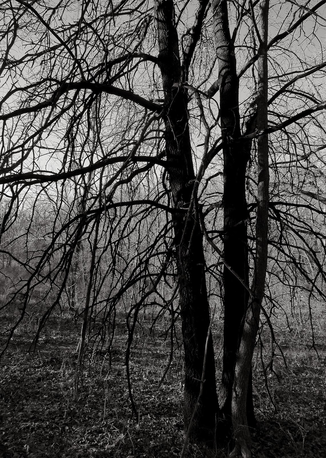 BikeRunBeer The Black Tree