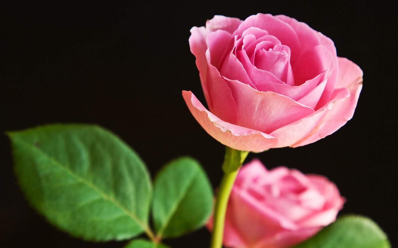 Koleksi Gambar Foto Bunga  Mawar  Cantik Indah  Unik keren 