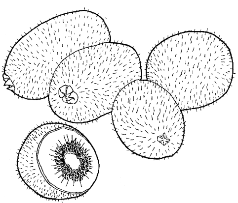 Desenhos de Kiwi para colorir, pintar, imprimir! - ESPAÇO EDUCAR