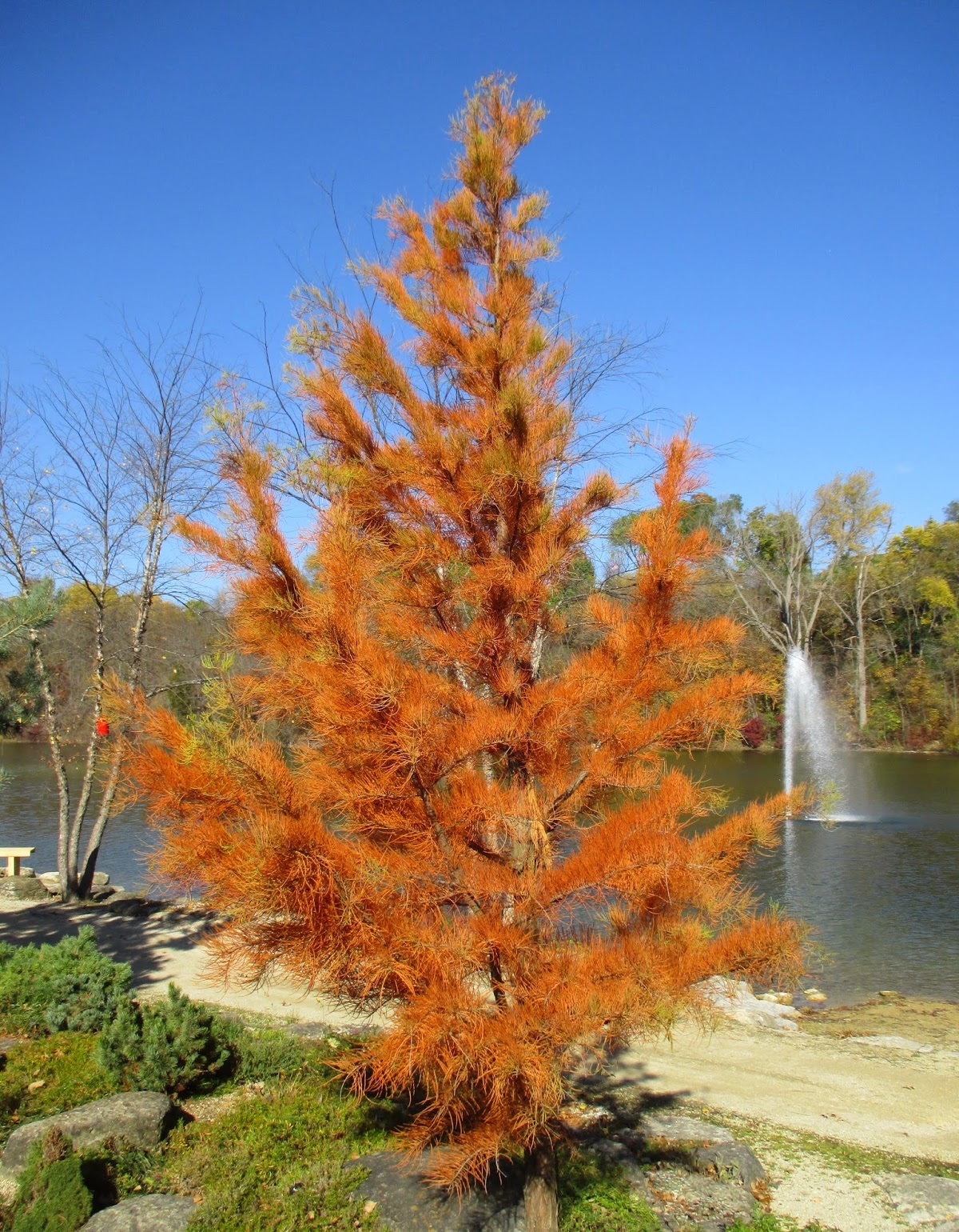 Trees Taxodium ascendens Pond Cypress