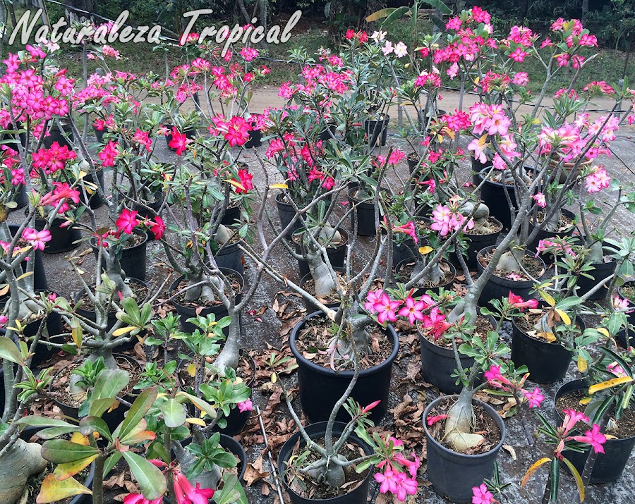 Cultivo de Rosas del Desierto (Adenium obesum) en el techo de un hogar en Cuba