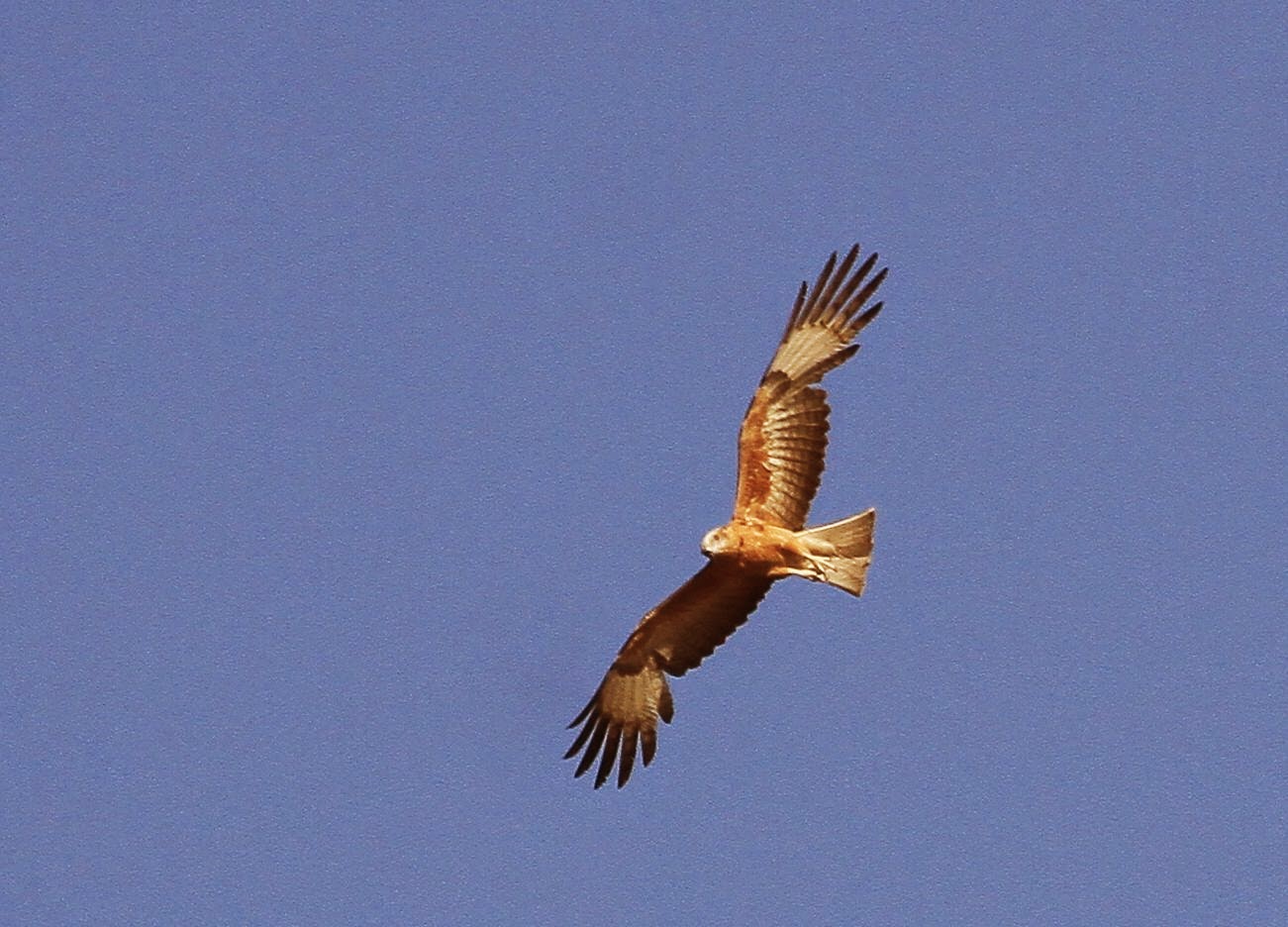 Richard Waring's Birds of Australia Squaretailed Kite photos from