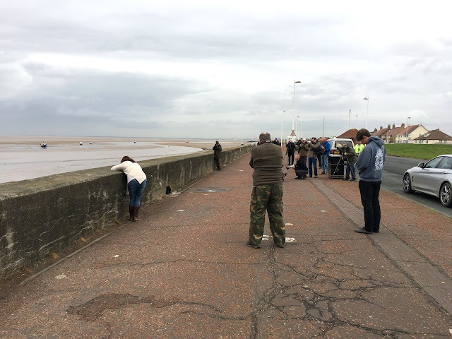 Pied Wheatear - Meols, Wirral
