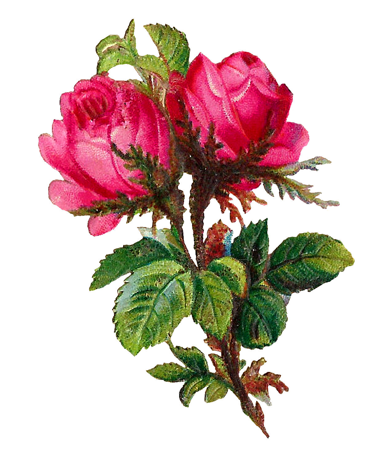 Antique Images: Printable Botanical Art Digital Pink Rose Flower Clip ...