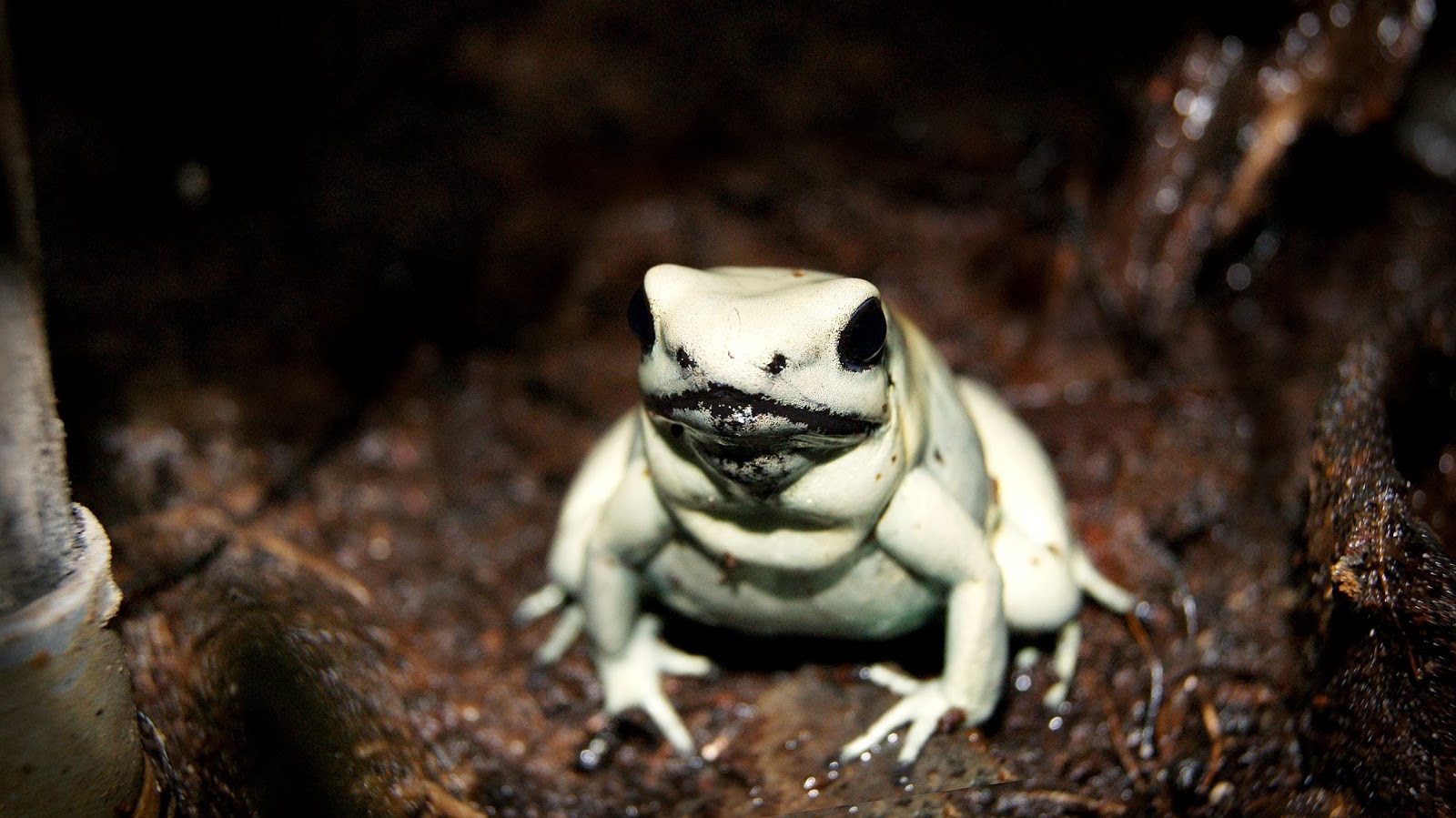 dendro-terra: Phyllobates Terribilis Mint