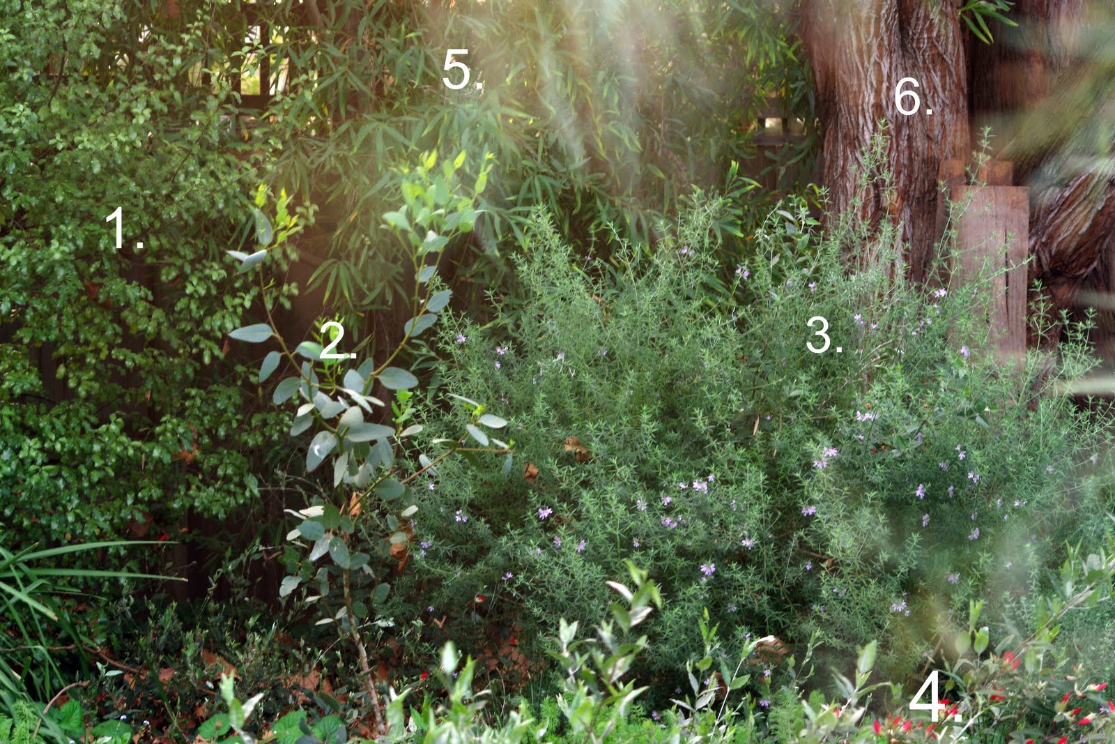 Growth Habits And Progress Of Six Pittosporum Tenuifolium Selections