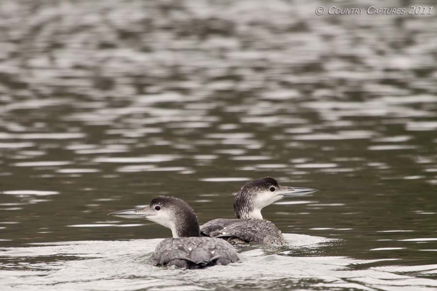 Do Loons Stay In Pairs