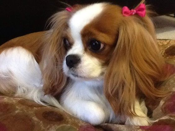 Animals: Cavalier king charles spaniel puppies