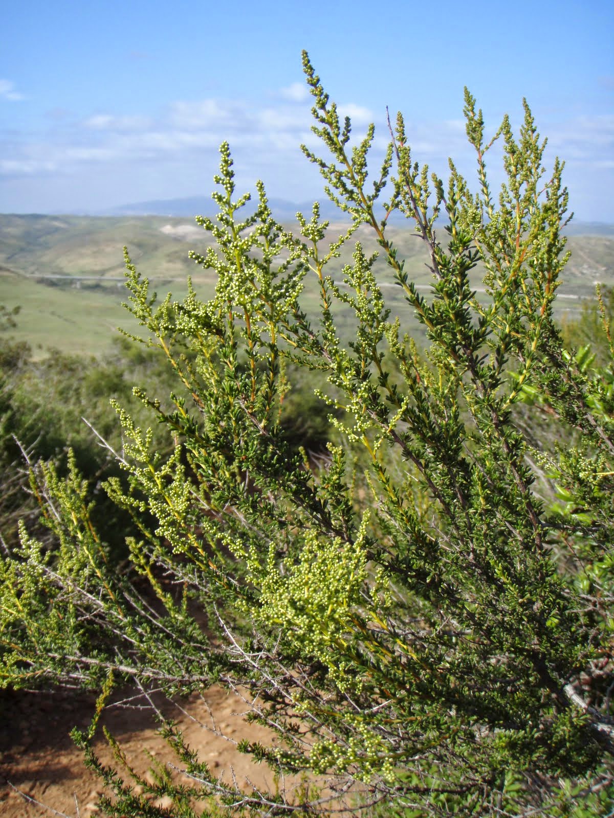 Earth's & Natural Networking When Mycorrhizae defies the