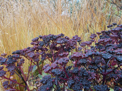 Grasses for colour Reasons to Grow Ornamental Grasses in Your Garden Green Fingered Blog