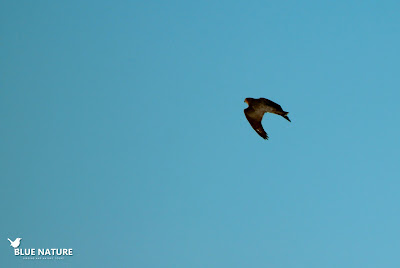 Nada más llegar pudimos ver varios gavilanes (Accipiter nisus) sobrevolando la primera laguna.