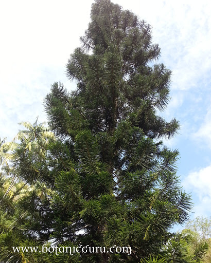 Araucaria heterophylla, Pagoda Pine