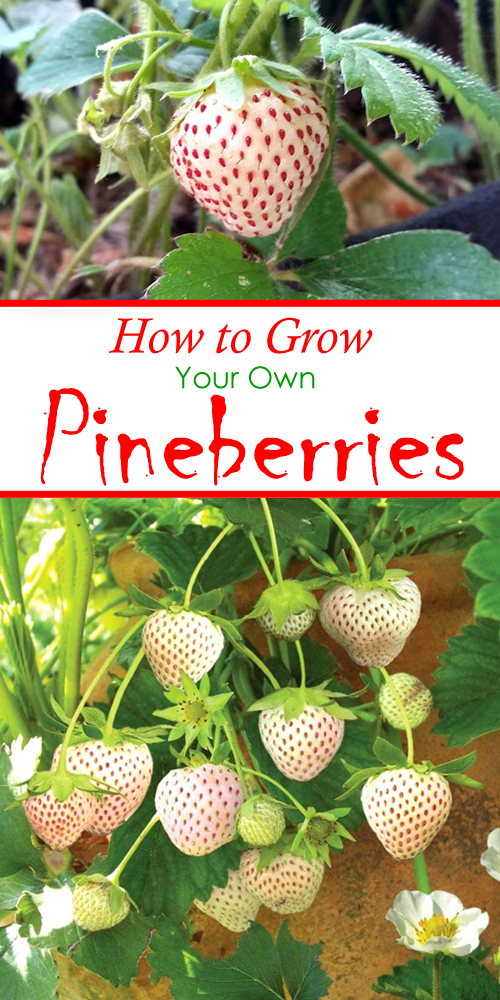 How to Grow Pineberries, The Most Expensive Strawberry In The World