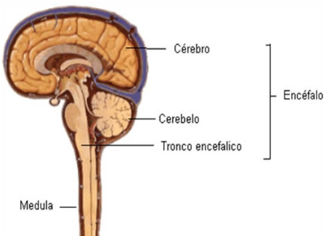 Sistema Nervoso - Overview ~ Saúde do Futuro
