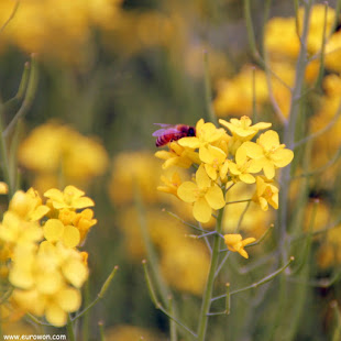 Abeja libando de una flor amarilla