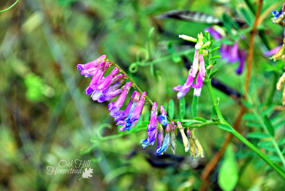 Hairy vetch, weed or feed? The advantages of allowing a weed to grow and prosper.