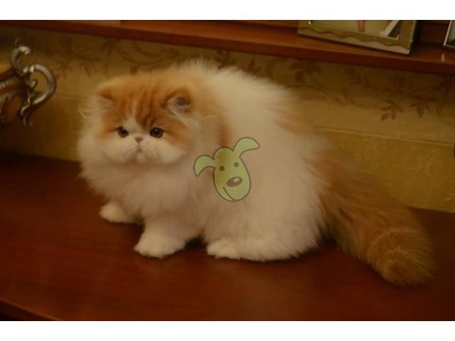 Kucing Persia Peaknose Gemesin Dan Lincah