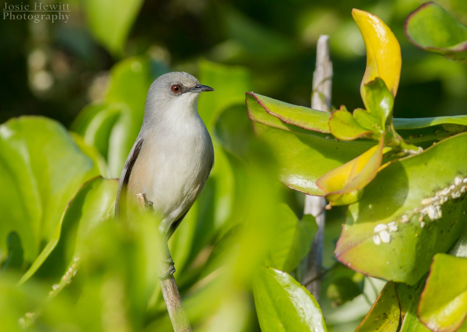 Blog Josie Hewitt Photography Mauritius The Birds