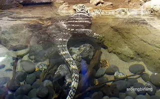 jakarta aquarium neo soho