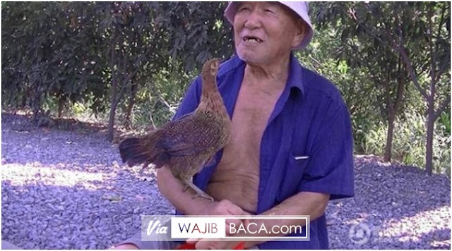 Unik, Kisah Pak Tua Asal Cina Yang Bersahabat Dengan Ayam Unik, Kisah Pak Tua Asal Cina Yang Bersahabat Dengan Ayam