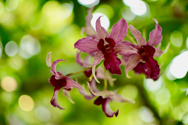 Orchids at @NYBG Show Photo by @tamarsb88