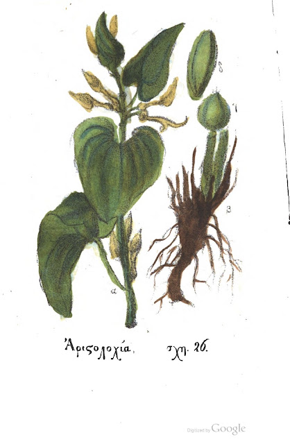 Αριστολοχία η αειθαλής-Aristolochia sempervirens
