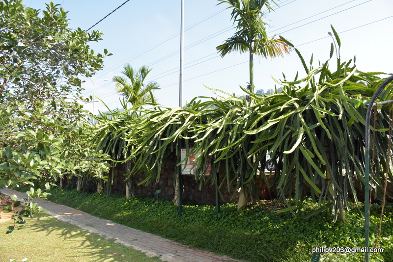 philipveerasingam At the Agricultural Department Complex, Gannoruwa
