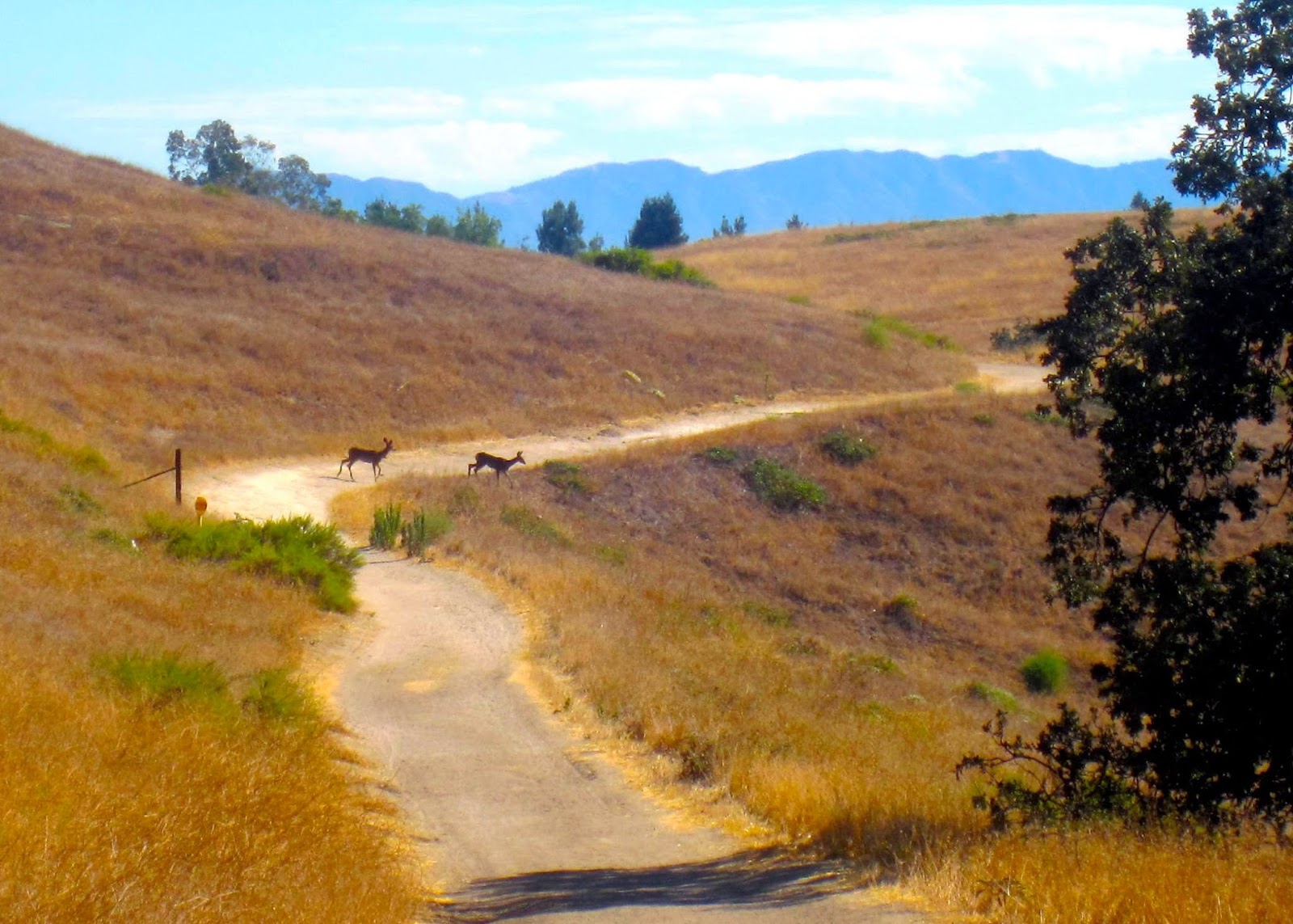 deer_crossing_trail_on_dry_brown_trail_blue_mountains_oak_trees