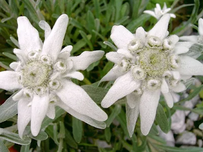 Klasifikasi bunga Edelweis Leontopodium nivale - berbagaireviews.com