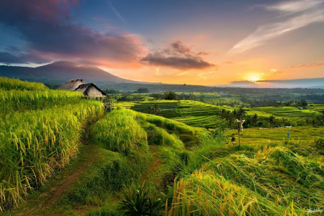 Menuju Ladang Emas: Panduan Lengkap Bisnis Jual Beras Online