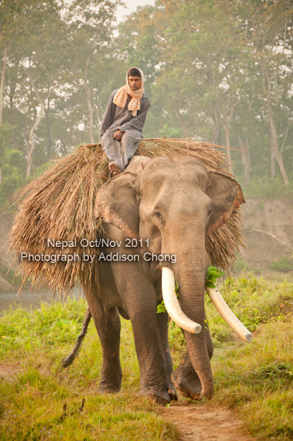 Chitwan Elephant