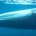 Заснеха за пръв път на видео неуловим до момента кит (видео)