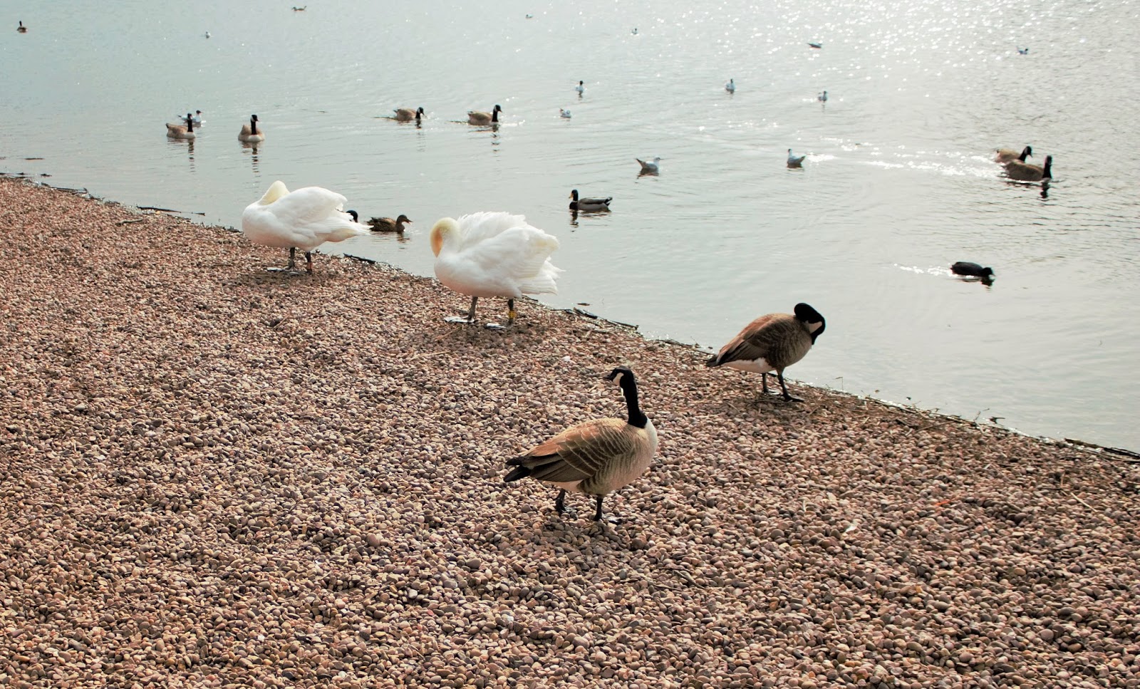 Ducks and Swans