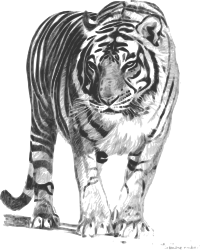 Tigre De Bengala Dibujo Sin Copyright Imagenes Sin Copyright