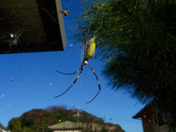2007,  Kumamoto, Japan,  Joro-gumo, spider, travel