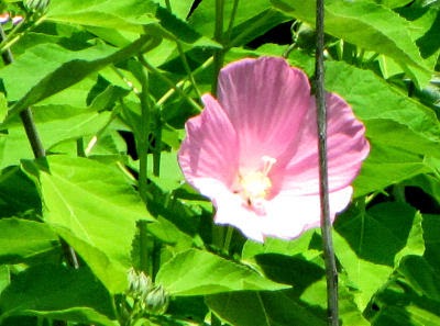 wild hibiscus, swamp rose-mallow