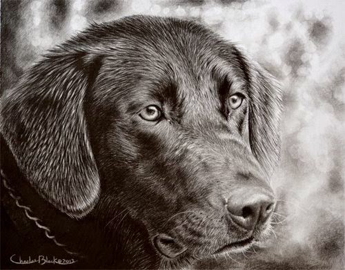 15-Charles-Black-Hyper-Realistic-Pencil-Drawings-of-Dogs-www-designstack-co