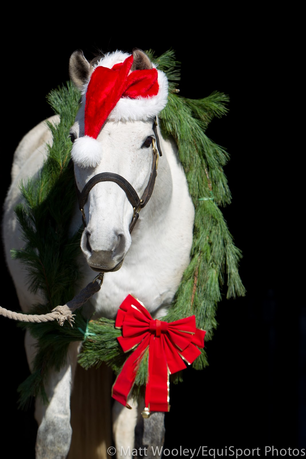 From Racehorse to Showhorse More Holiday Horses