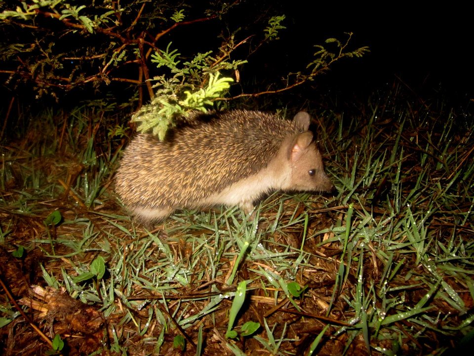 Ушастый еж охотится. Белобрюхий ёж. Ежик ночью. Обыкновенный ёж. Ежик в лесу ночью.
