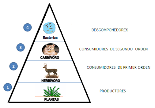 cadena alimenticia google translate transferencia de materia y energ 205 a enlas redes tr 211 ficas cadena alimenticia google translate transferencia de materia y energ 205 a enlas redes tr 211 ficas