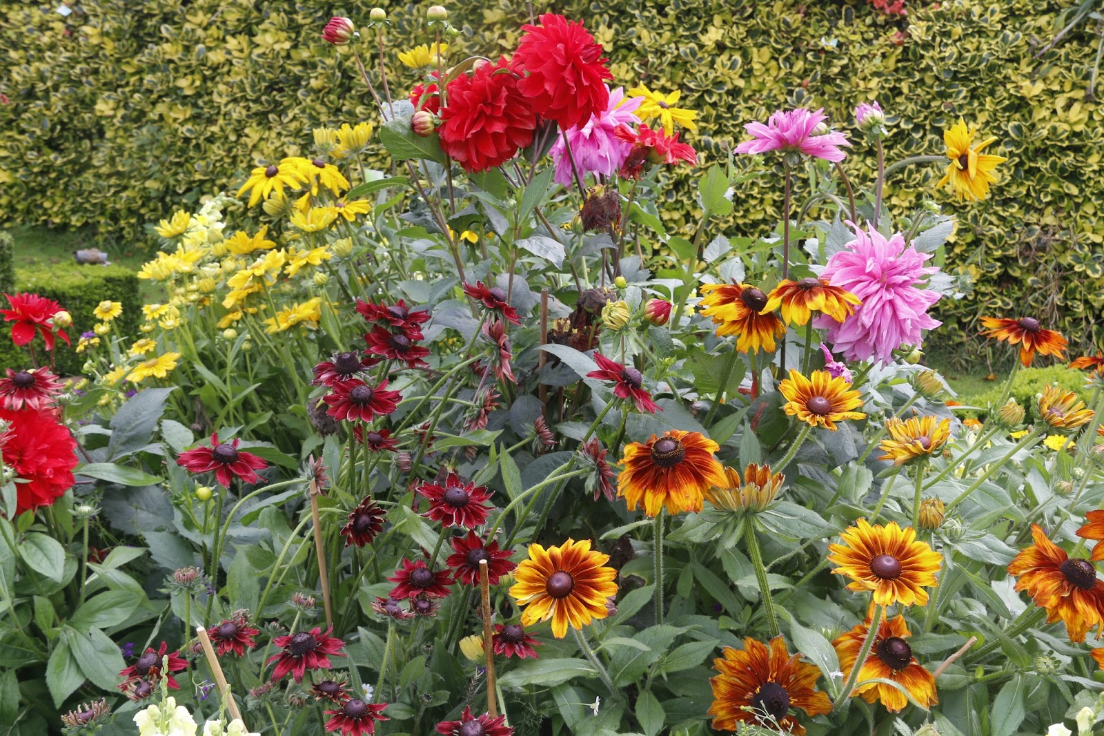JibberJabberUK Meynell Langley Trials Garden
