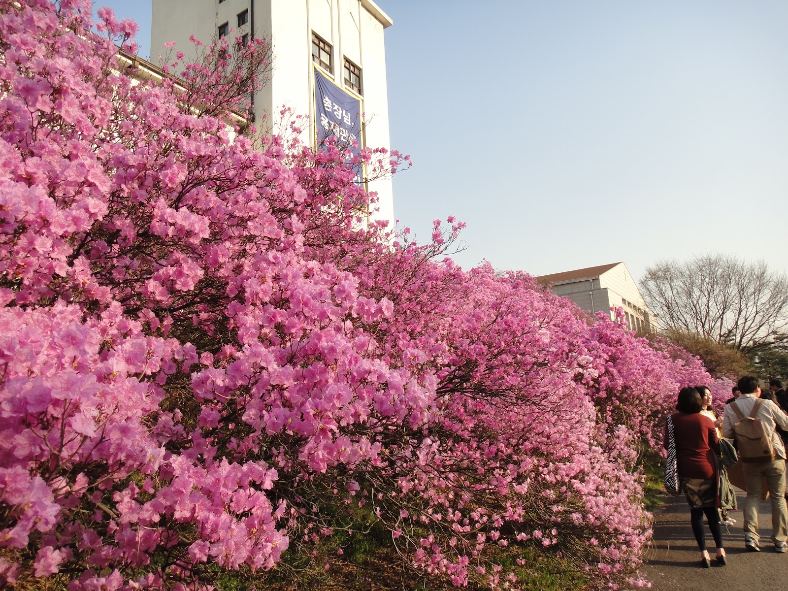 Jon Pang's Korean Adventure Spring Flowers in Bloom